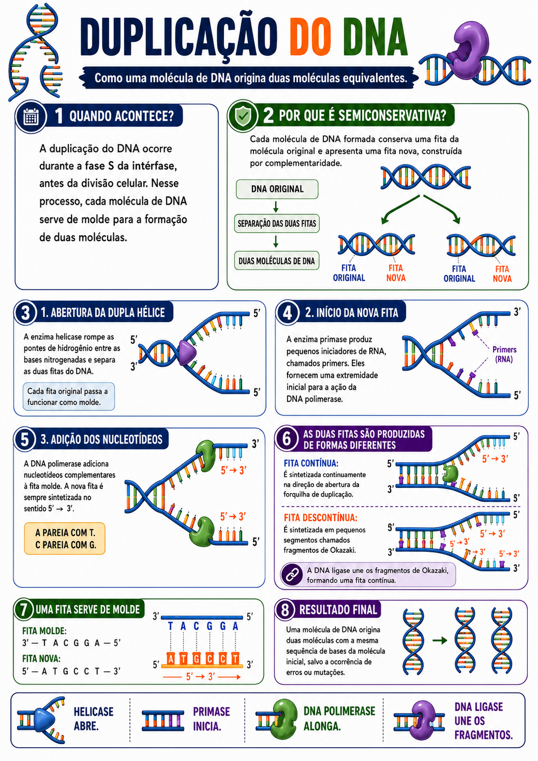 Página visual de Genética: Duplicação do DNA