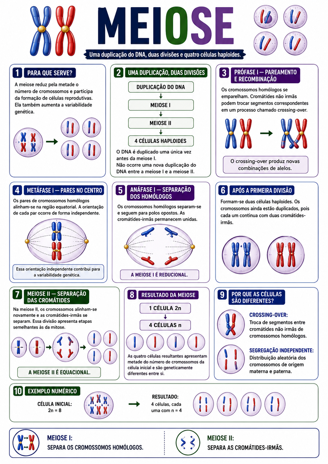 Página visual de Genética: Meiose