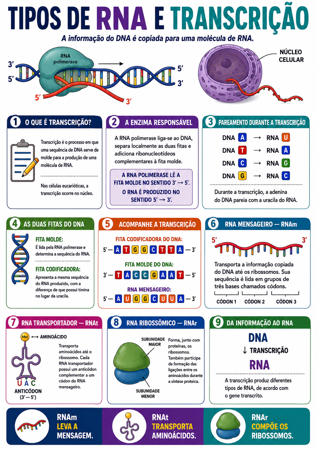 Página visual de Genética: Tipos de RNA e Transcrição