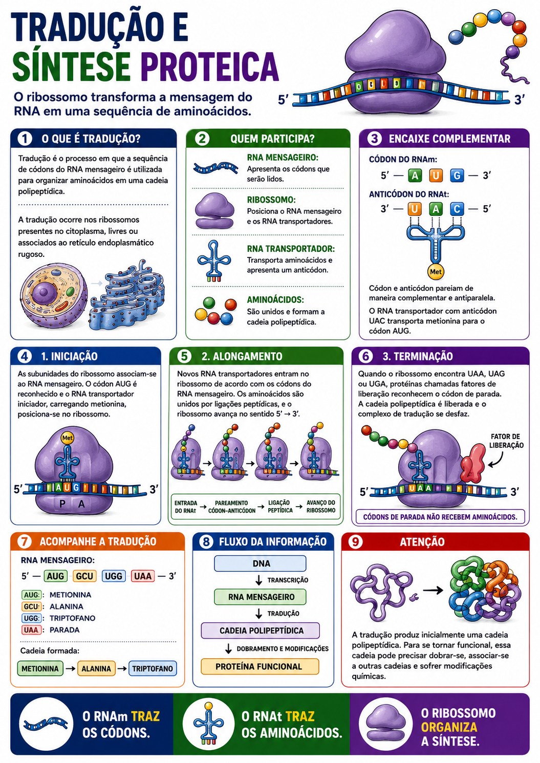 Página visual de Genética: Tradução e Síntese Proteica