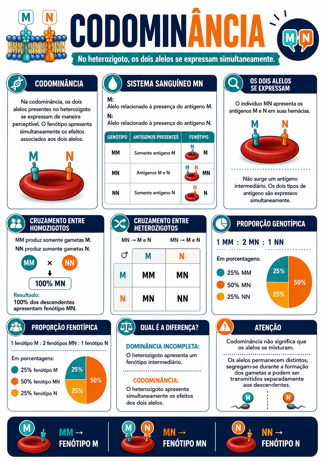 Página visual de Genética: Codominância