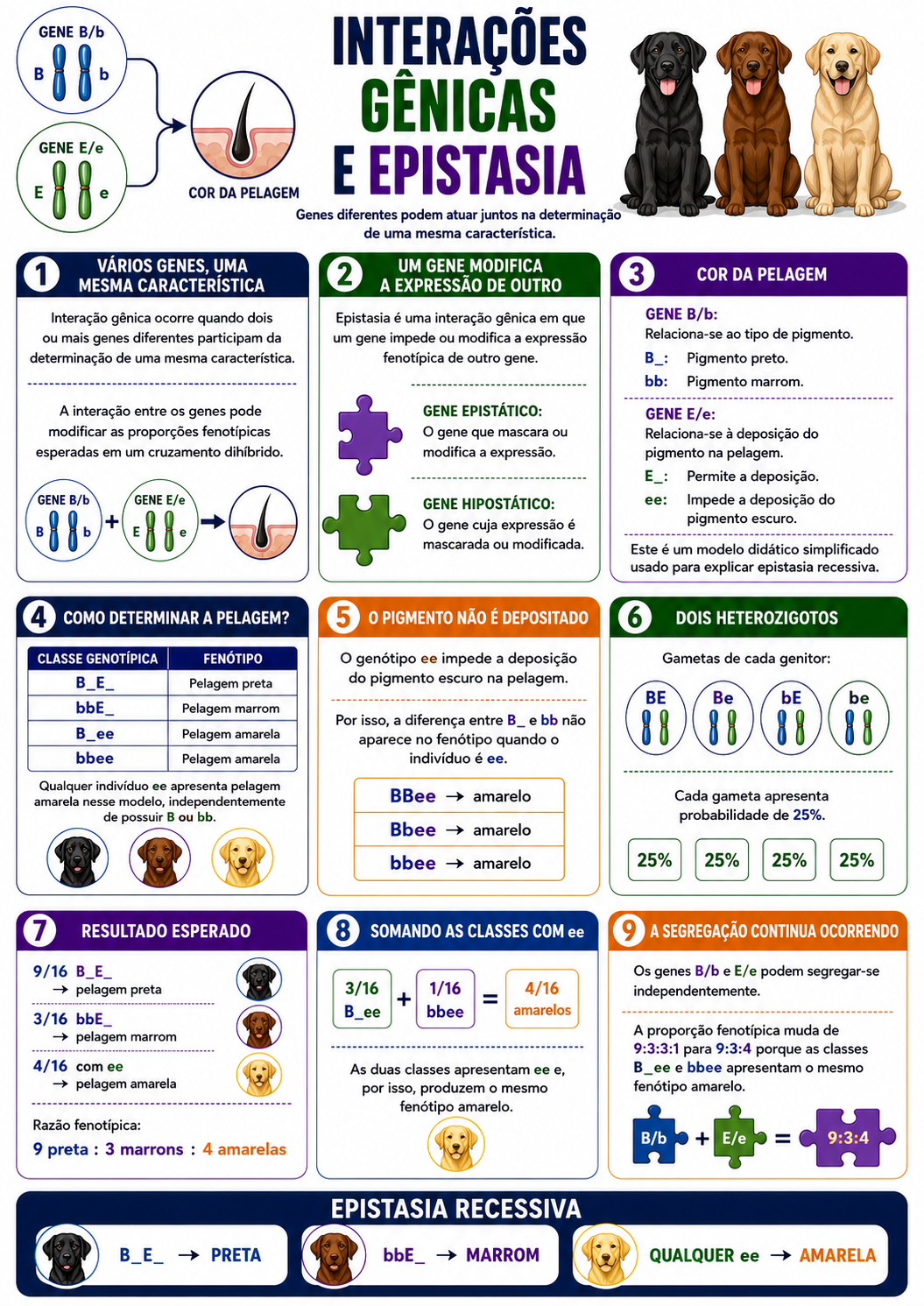 Página visual de Genética: Interações Gênicas e Epistasia