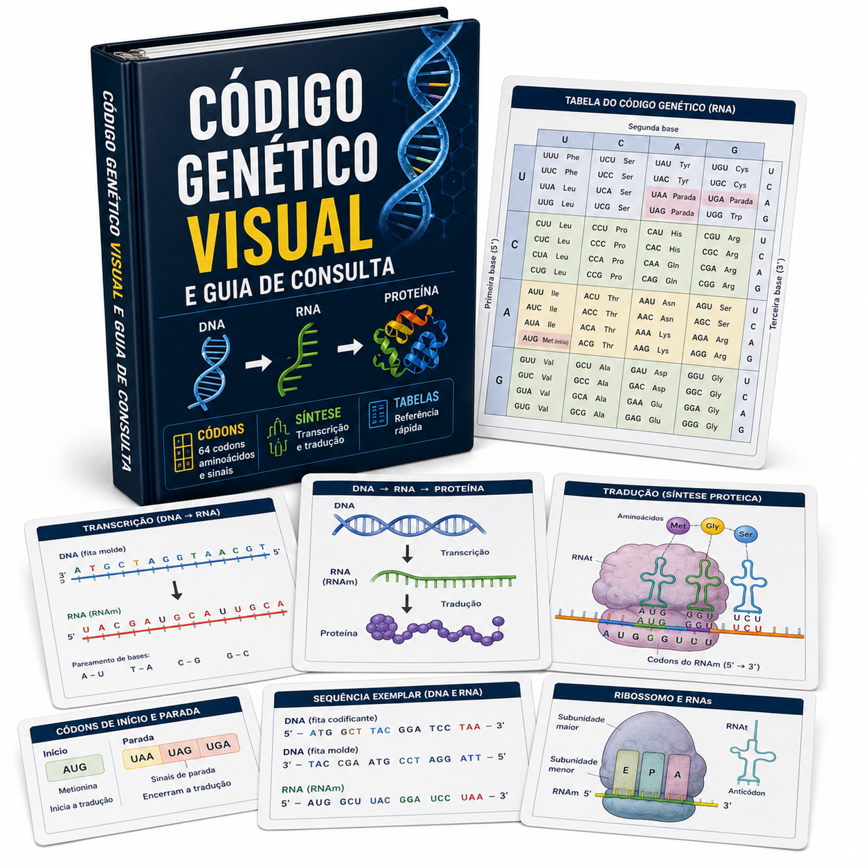 Código Genético Visual E Guia De Consulta